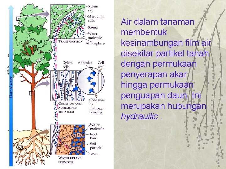 There is a continuous pathway of water from soil to leaf Air dalam tanaman