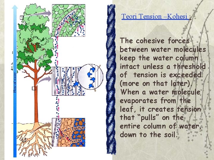 Teori Tension –Kohesi : The cohesive forces between water molecules keep the water column