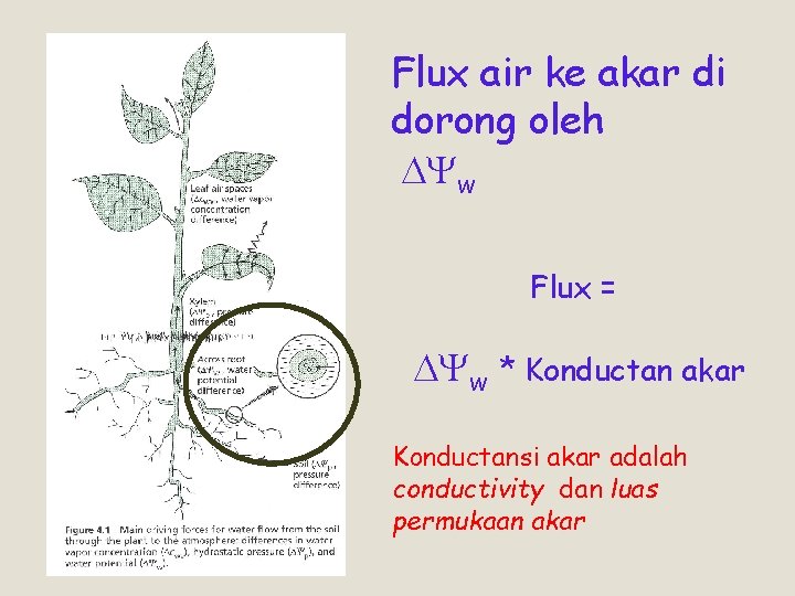 Flux air ke akar di dorong oleh DYw Flux = DYw * Konductan akar