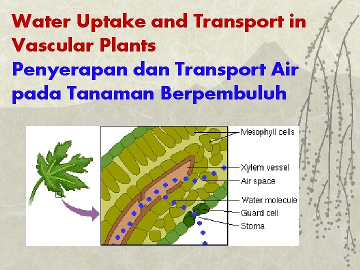 Water Uptake and Transport in Vascular Plants Penyerapan dan Transport Air pada Tanaman Berpembuluh