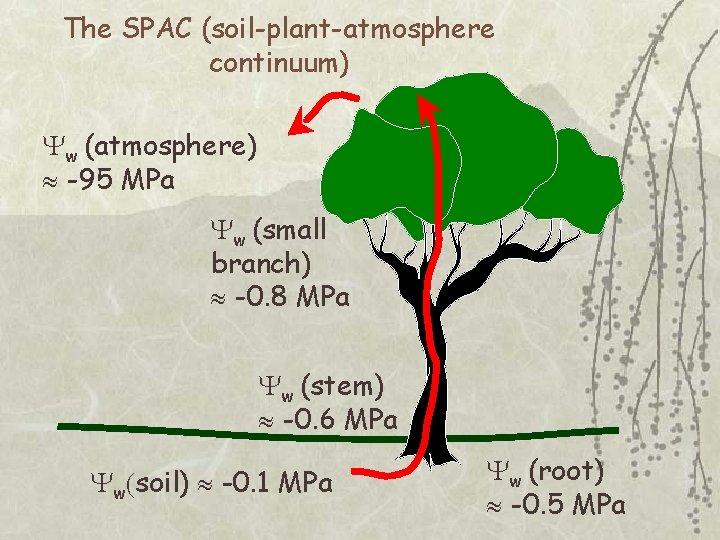 The SPAC (soil-plant-atmosphere continuum) Yw (atmosphere) -95 MPa Yw (small branch) -0. 8 MPa