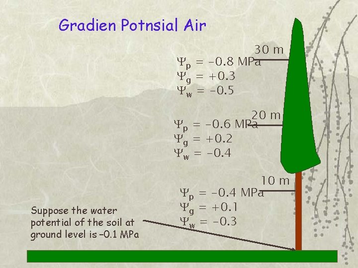 Gradien Potnsial Air 30 m Yp = -0. 8 MPa Yg = +0. 3