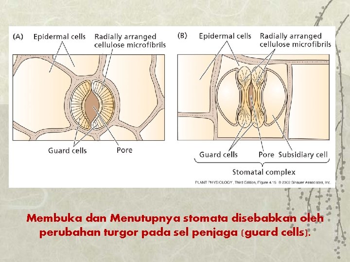 Membuka dan Menutupnya stomata disebabkan oleh perubahan turgor pada sel penjaga (guard cells). 