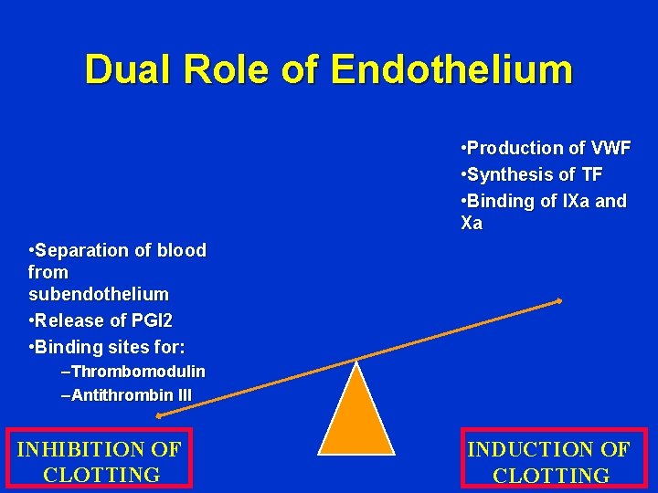 Dual Role of Endothelium • Production of VWF • Synthesis of TF • Binding