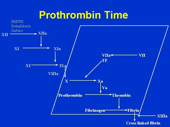 XII HMWK Prekallikerin Surface XI Prothrombin Time XIIa XIa VIIa TF XI VII IXa