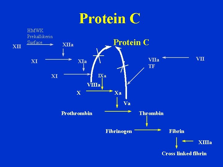 Protein C XII HMWK Prekallikerin Surface XI Protein C XIIa VIIa TF XIa IXa