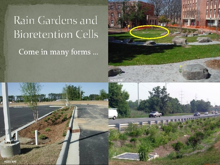Rain Gardens and Bioretention Cells Come in many forms … NCSU BAE 