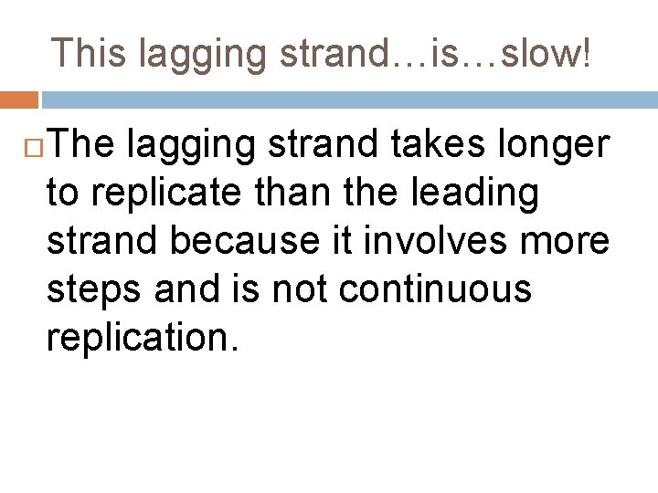 This lagging strand…is…slow! The lagging strand takes longer to replicate than the leading strand