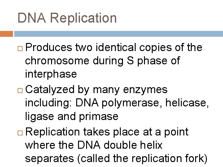 DNA Replication Produces two identical copies of the chromosome during S phase of interphase