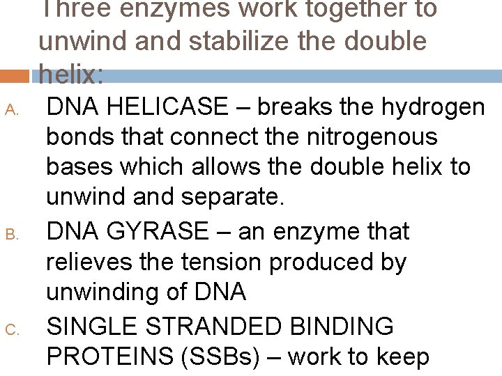Three enzymes work together to unwind and stabilize the double helix: A. B. C.