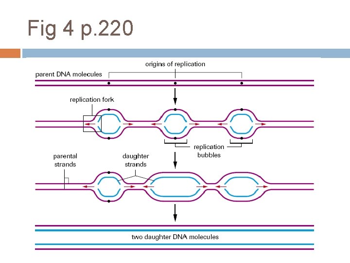Fig 4 p. 220 