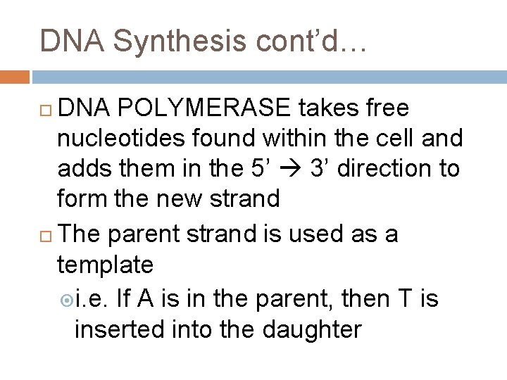 DNA Synthesis cont’d… DNA POLYMERASE takes free nucleotides found within the cell and adds