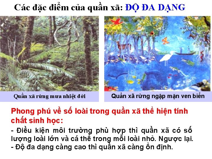 Các đặc điểm của quần xã: ĐỘ ĐA DẠNG Quần xã rừng mưa nhiệt