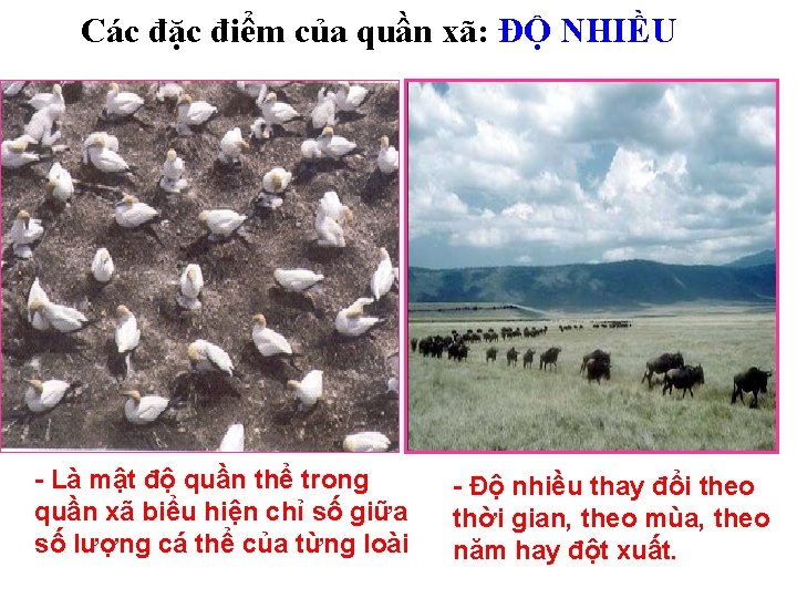 Các đặc điểm của quần xã: ĐỘ NHIỀU - Là mật độ quần thể