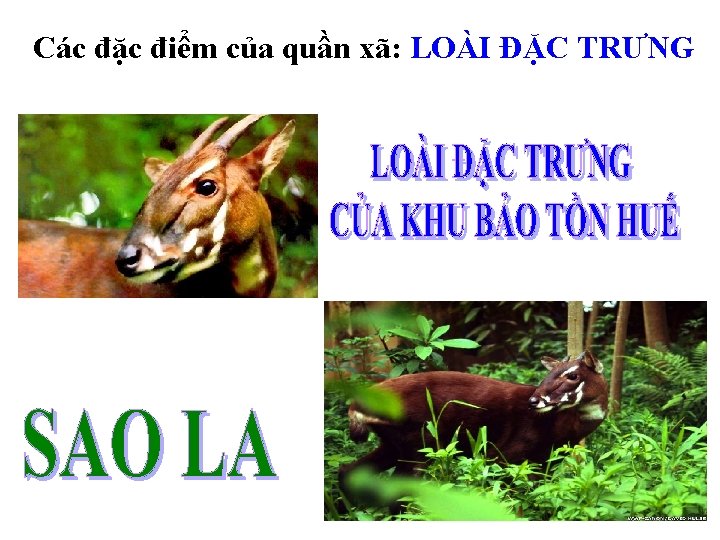 Các đặc điểm của quần xã: LOÀI ĐẶC TRƯNG 