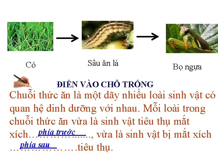 ? Cỏ ? Sâu ăn lá ĐIỀN VÀO CHỖ TRỐNG Bọ ngựa Chuỗi thức