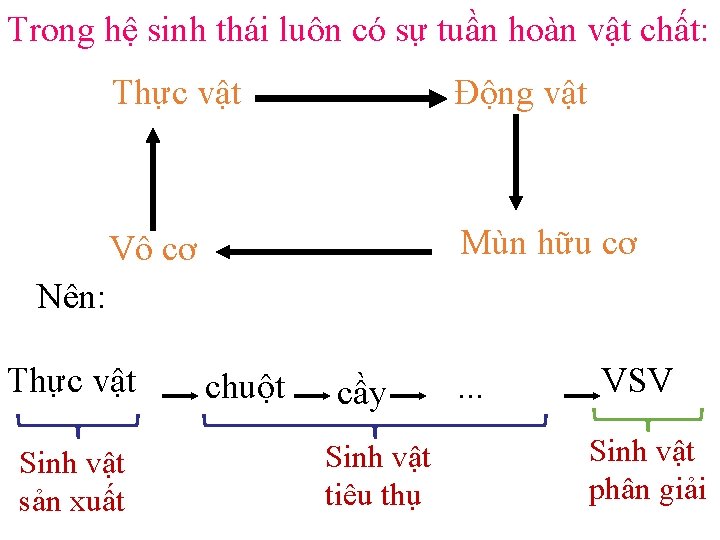 Trong hệ sinh thái luôn có sự tuần hoàn vật chất: Thực vật Động