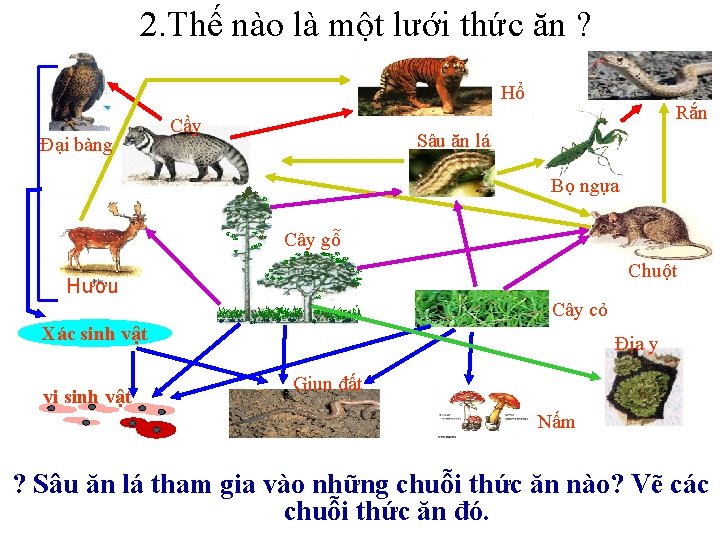 2. Thế nào là một lưới thức ăn ? Hổ Đại bàng Cầy Rắn