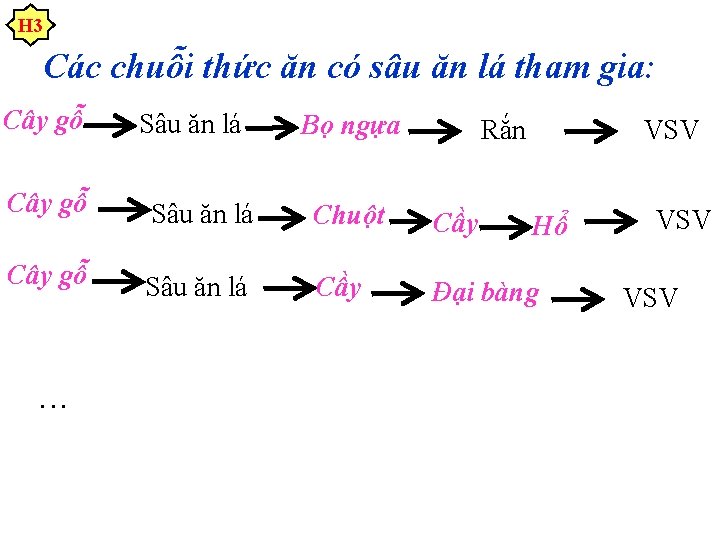 H 3 Các chuỗi thức ăn có sâu ăn lá tham gia: Cây gỗ