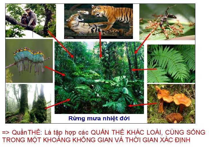 => Quần. THỂ: Là tập hợp các QUẦN THỂ KHÁC LOÀI, CÙNG SỐNG TRONG