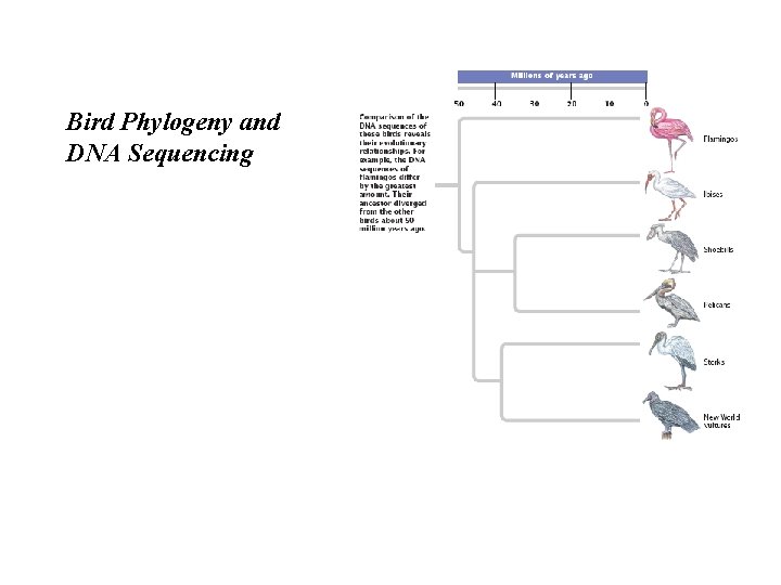 Bird Phylogeny and DNA Sequencing Bird Phylogeny and DNA Sequencing
