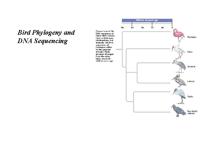 Bird Phylogeny and DNA Sequencing 