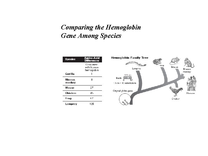 Comparing the Hemoglobin Gene Among Species Comparing the Hemoglobin Gene Among Species