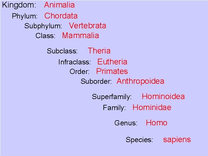 Kingdom: Animalia Phylum: Chordata Subphylum: Vertebrata Class: Mammalia Theria Infraclass: Eutheria Order: Primates Suborder: