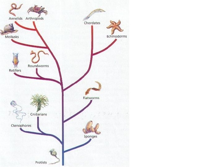 The Tree of Life project is a Phylogenetic Tree, a family tree of all
