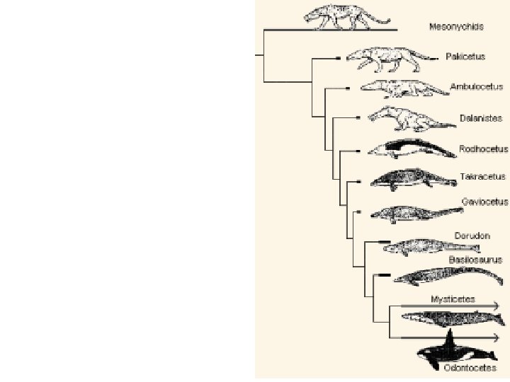 Family tree of Killer Whales 