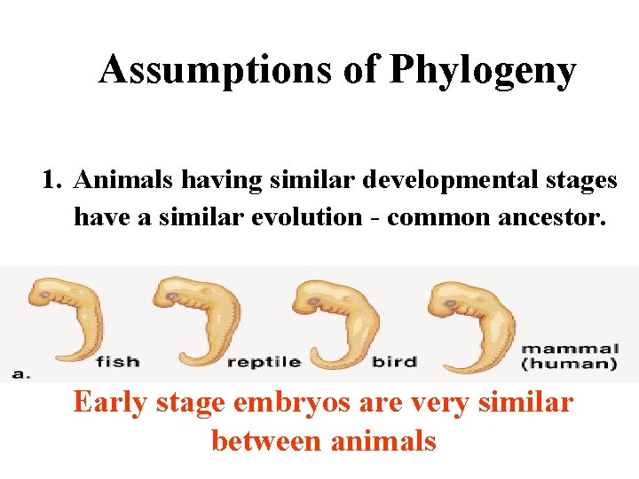 Assumptions of Phylogeny 1. Animals having similar developmental stages have a similar evolution -