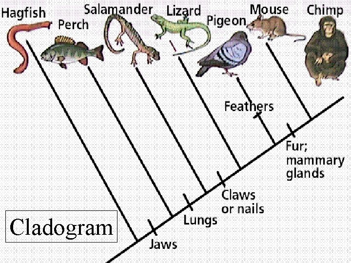 Cladogram Cladogram