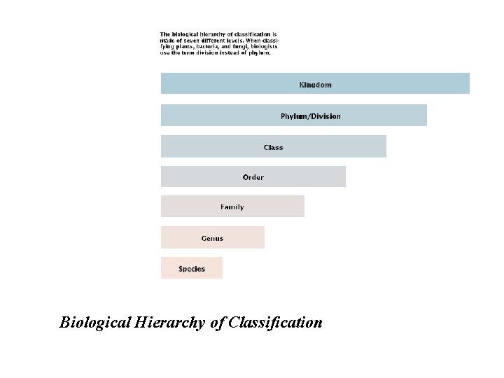 Biological Hierarchy of Classification 
