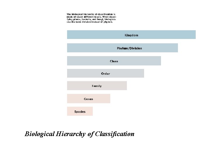 Biological Hierarchy of Classification Biological Hierarchy of Classification