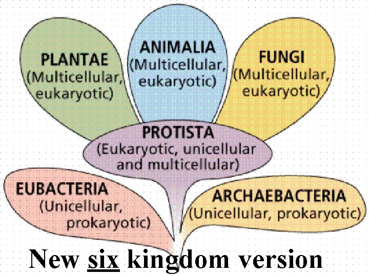 New six kingdom version 