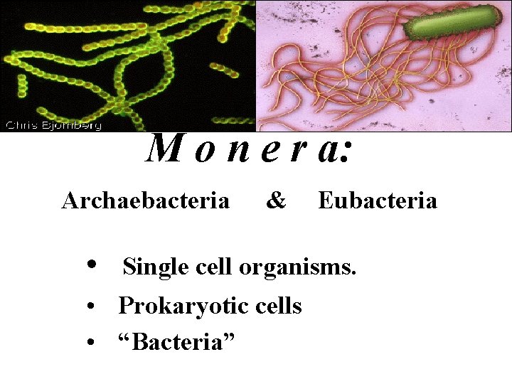 M o n e r a: Archaebacteria • & Eubacteria Single cell organisms. •