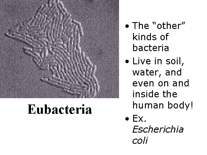 Eubacteria • The “other” kinds of bacteria • Live in soil, water, and even Eubacteria • The “other” kinds of bacteria • Live in soil, water, and even
