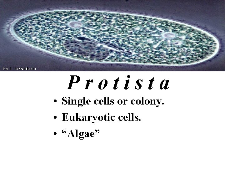 Protista • Single cells or colony. • Eukaryotic cells. • “Algae” 