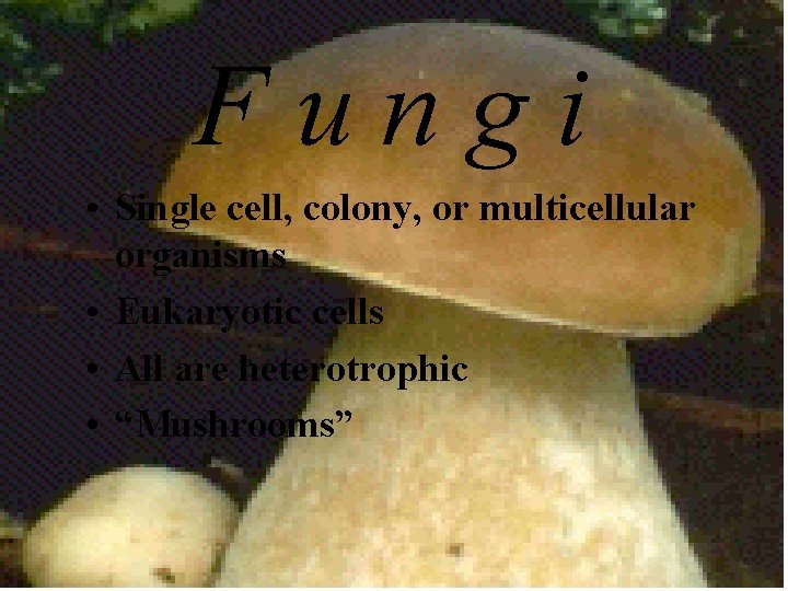 Fungi • Single cell, colony, or multicellular organisms • Eukaryotic cells • All are