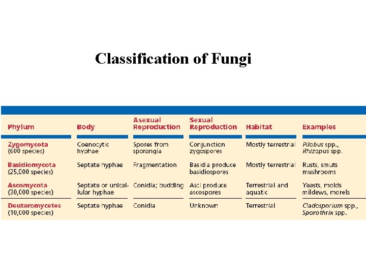 Classification of Fungi Classification of Fungi