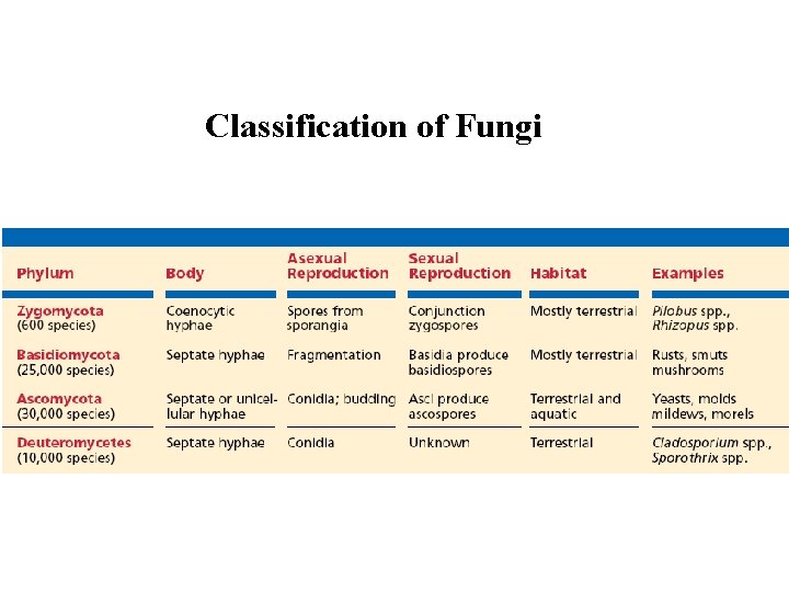 Classification of Fungi 