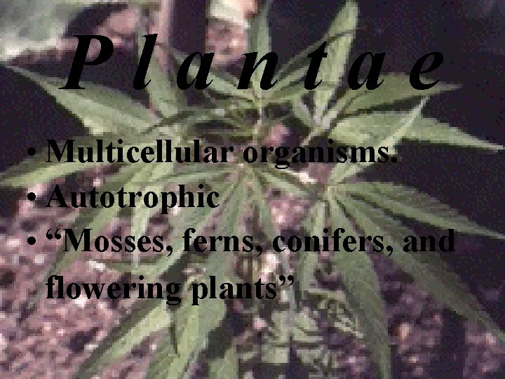 Plantae • Multicellular organisms. • Autotrophic • “Mosses, ferns, conifers, and flowering plants” 