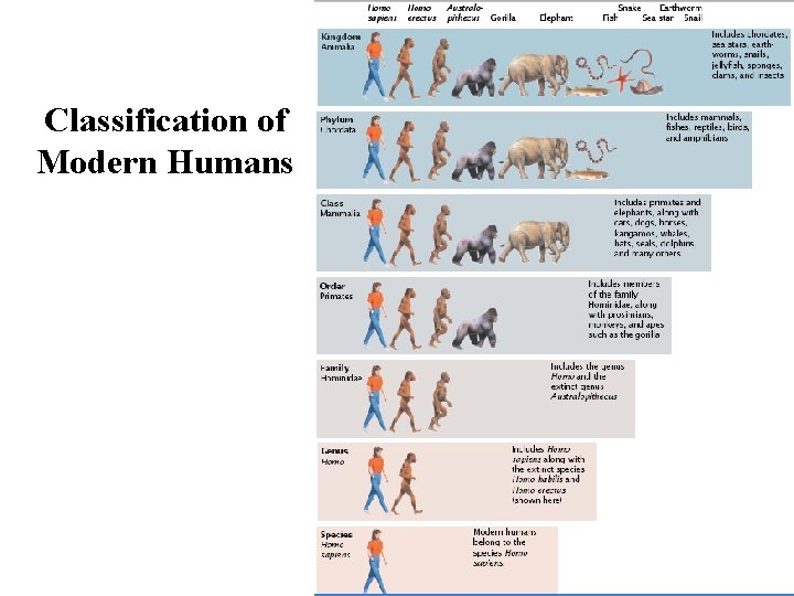 Classification of Modern Humans Classification of Modern Humans