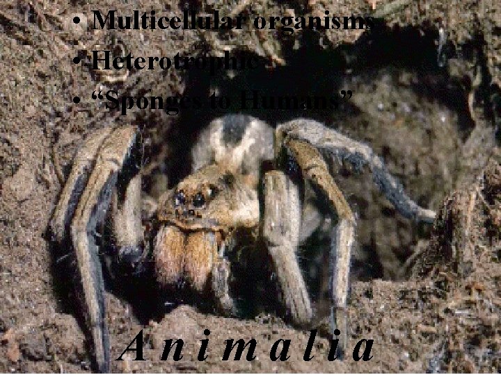 • Multicellular organisms • Heterotrophic • “Sponges to Humans” Animalia • Multicellular organisms • Heterotrophic • “Sponges to Humans” Animalia