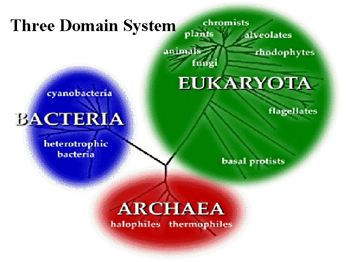 Three Domain System 