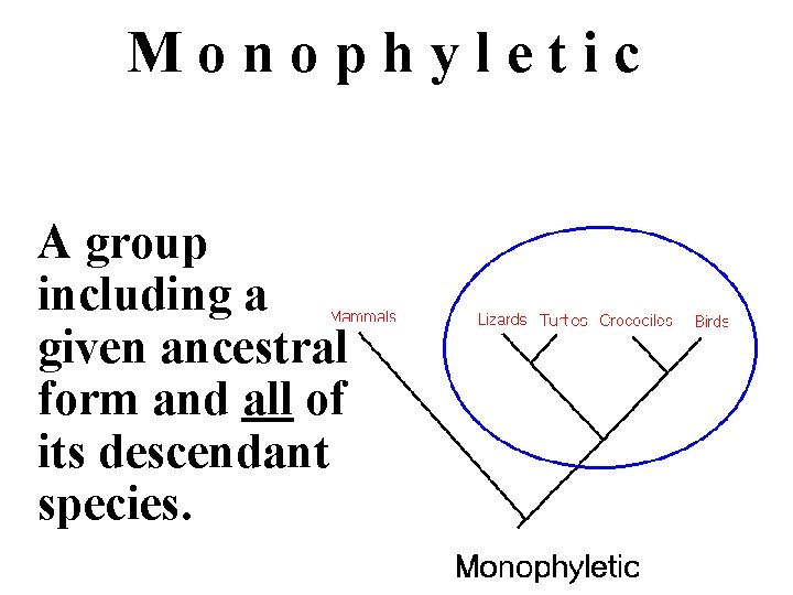 Monophyletic A group including a given ancestral form and all of its descendant species. Monophyletic A group including a given ancestral form and all of its descendant species.