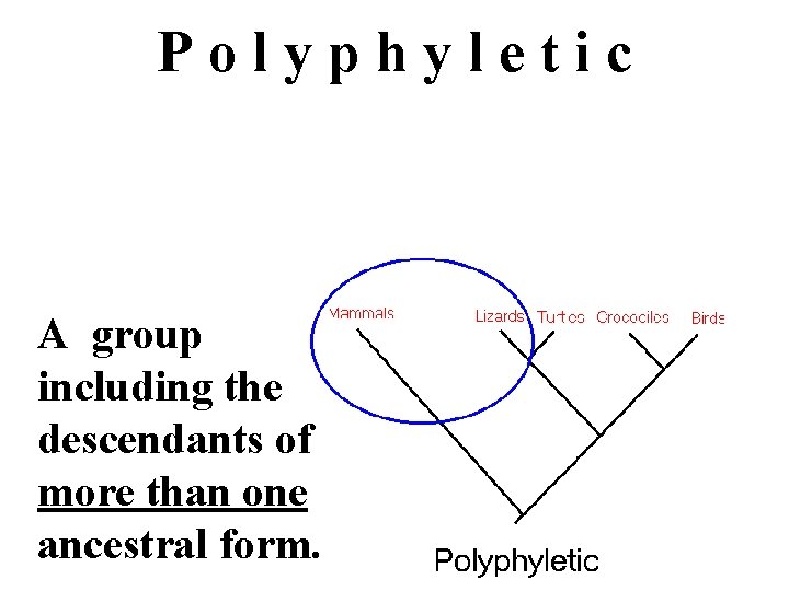 Polyphyletic A group including the descendants of more than one ancestral form. 