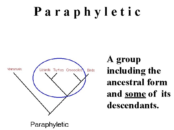 Paraphyletic A group including the ancestral form and some of its descendants. Paraphyletic A group including the ancestral form and some of its descendants.