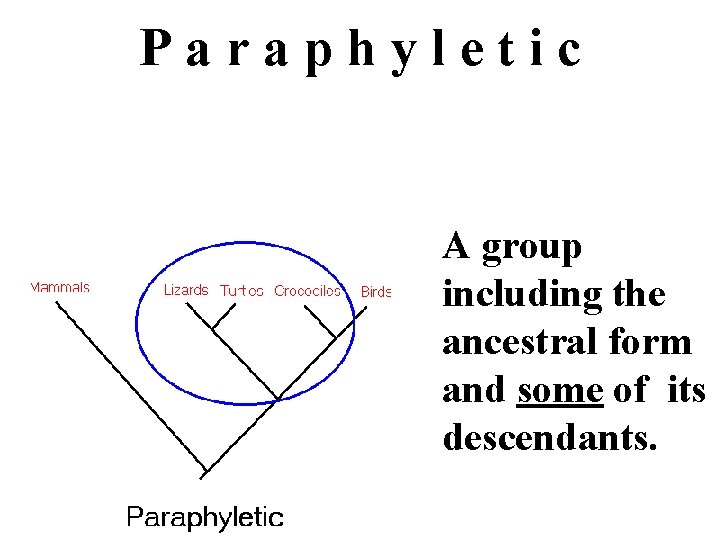 Paraphyletic A group including the ancestral form and some of its descendants. 