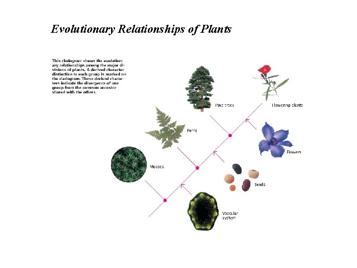 Evolutionary Relationships of Plants 